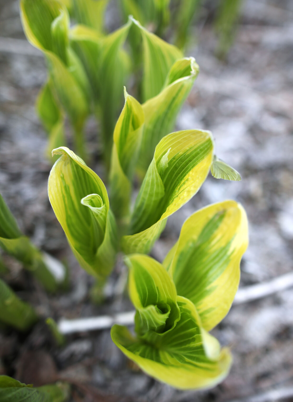 MCR_220506_HOSTAS05